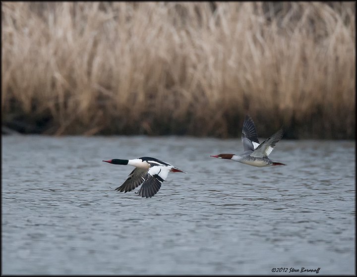 _2SB9261 common merganser pair.jpg